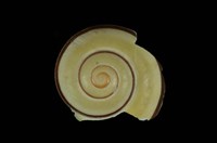 藏品(檸檬蝸牛)的圖片